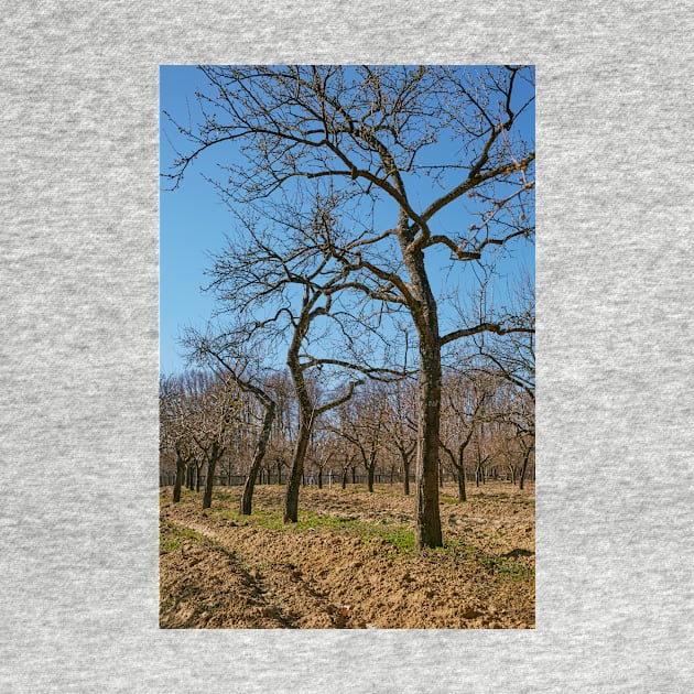 Very tall plum trees in an orchard by naturalis